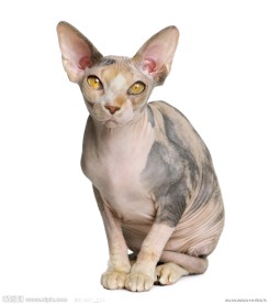 斯芬克斯猫