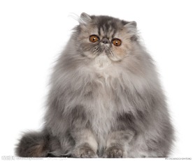 波斯猫