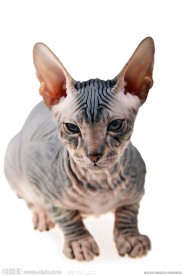 斯芬克斯猫