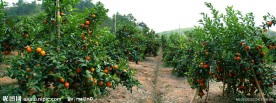砂糖橘种植园