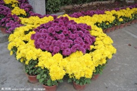 园林 花 花辨