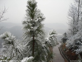 雪松树