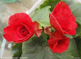 三朵红花