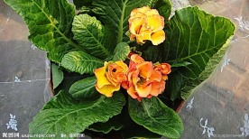 三朵金花
