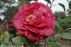 园林 花