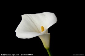 马蹄莲