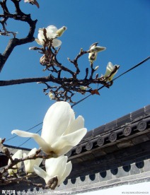 白玉兰