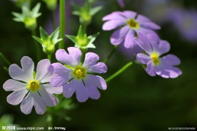 蓝色小花
