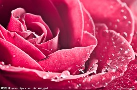 高清玫瑰花特写