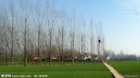 田间小路
