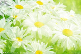 太阳菊