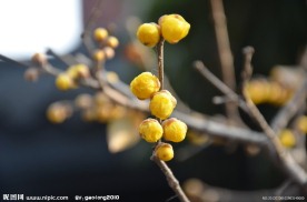 蜡梅