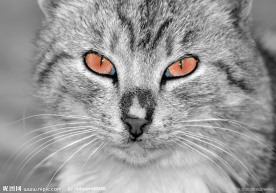 可爱小猫