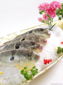 河豚鱼
