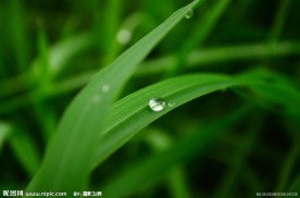 露珠