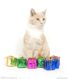 可爱小猫