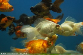 凤尾龙睛