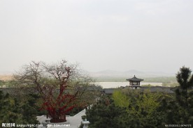 许愿树