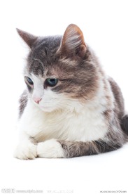 可爱小猫