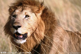野生狮子