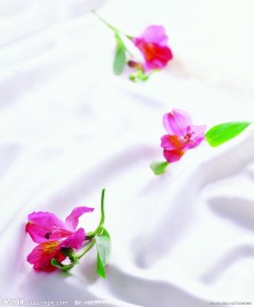 高清鲜花摄影