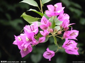 紫色花