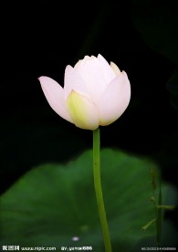 荷花仙子