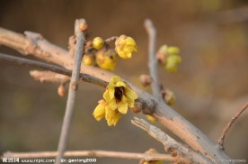 蜡梅