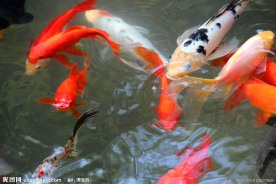 游鱼 锦鲤