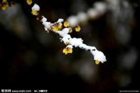 腊梅