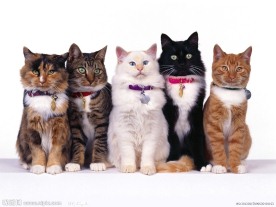 小猫