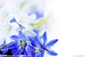 紫色丁香花