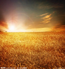 麦田高清图片