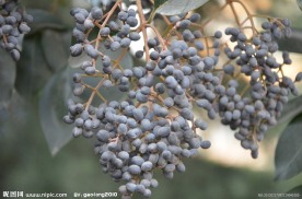 女贞树的种子果