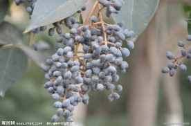女贞树的种子果