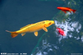 游鱼 锦鲤
