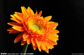 非洲菊