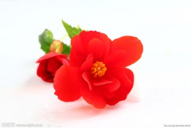 海棠花