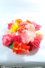 海棠花