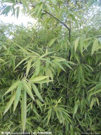 墨竹