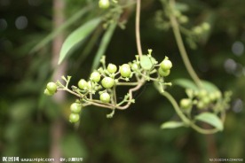 花草图片