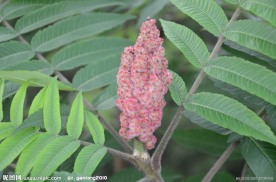 火炬树种子果穗