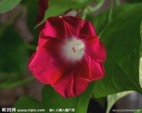 牵牛花开