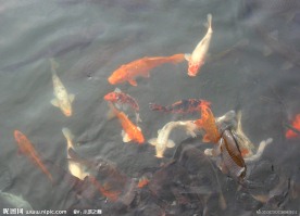 群鱼