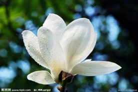 玉兰花