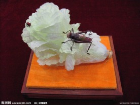 蝈蝈白菜(非高清)