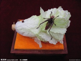 蝈蝈白菜(非高清)