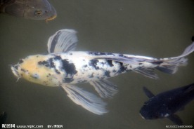 游鱼 锦鲤