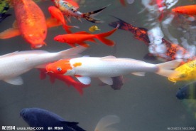 游鱼 锦鲤