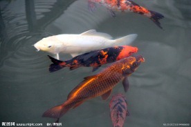 游鱼 锦鲤